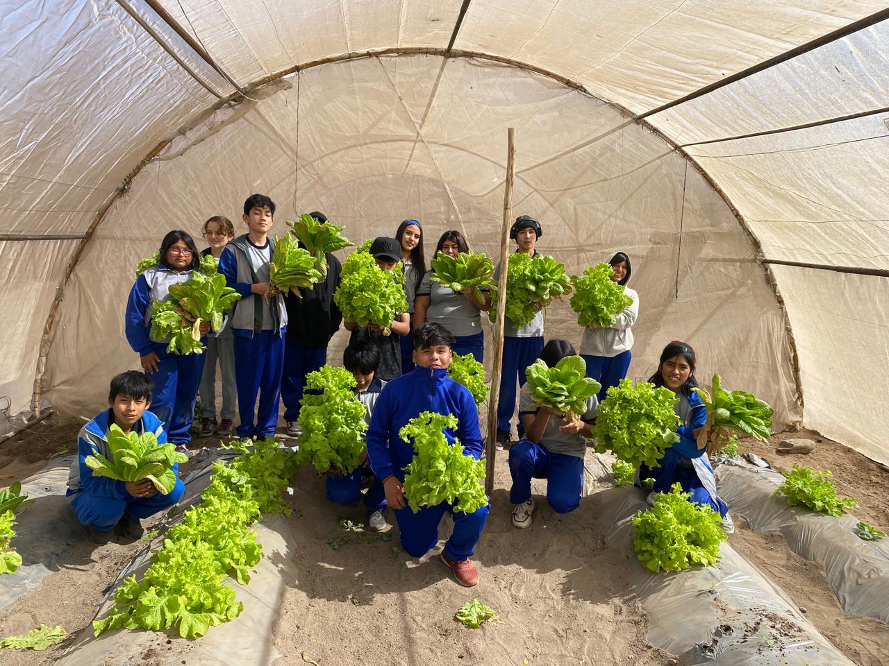 Cosecha de Lechugas estudiantes Septimo Básico 🥬